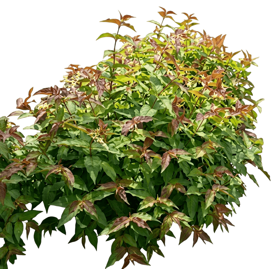 Kodiak® Red Bush Honeysuckle (Diervilla X Kodiak Red 'G2X88544') - Ground Layers