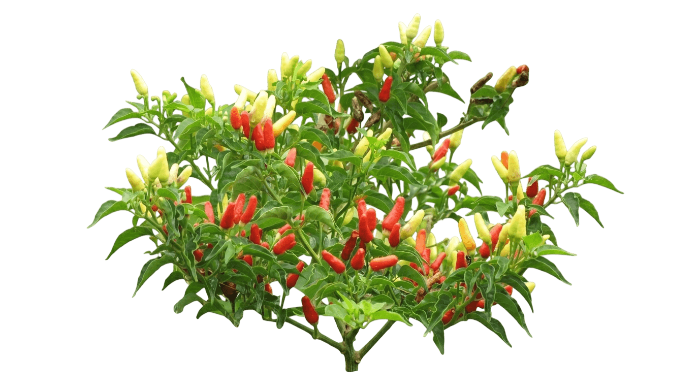Shishito Pepper (Capsicum Annuum 'Shishito') - Perennials