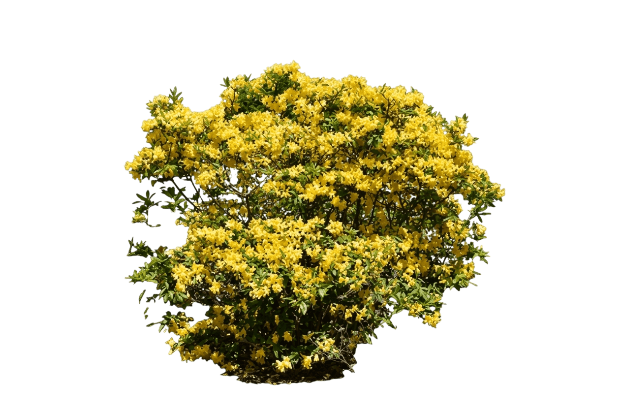 Lemon Lights Azalea (Yellow) (Rhododendron X 'Lemon Lights') - Ground Layers