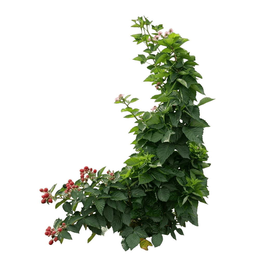 Taste Of Heaven™ Blackberry (Rubus Taste Of Heaven 'Ponca') - Ground Layers
