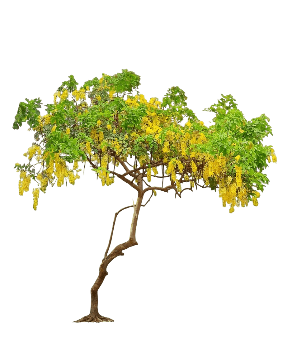 Golden Shower Tree (Cassia Fistula) - Flowering Trees