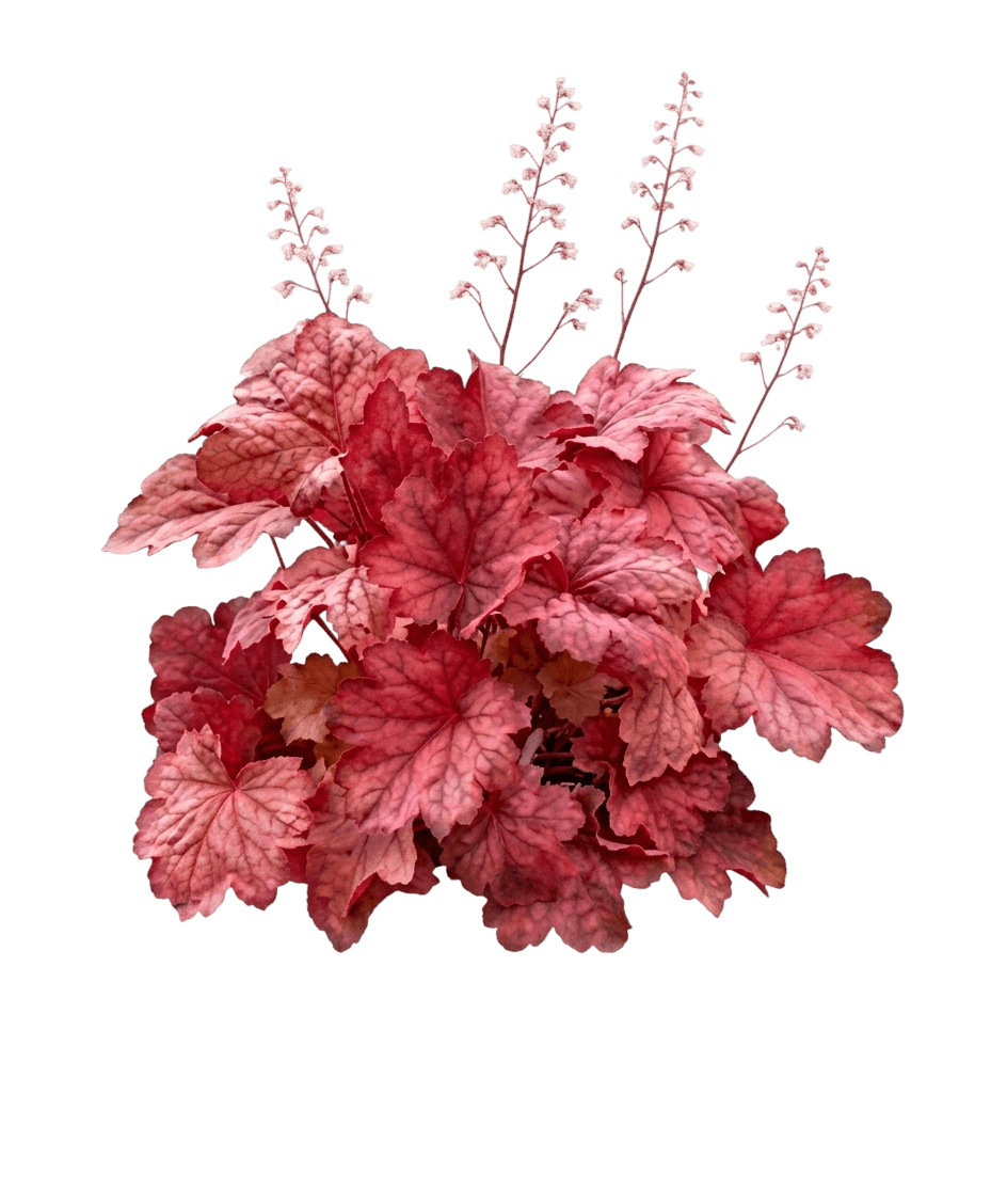 Magma Coral Bells (Heuchera 'Magma') - Perennials