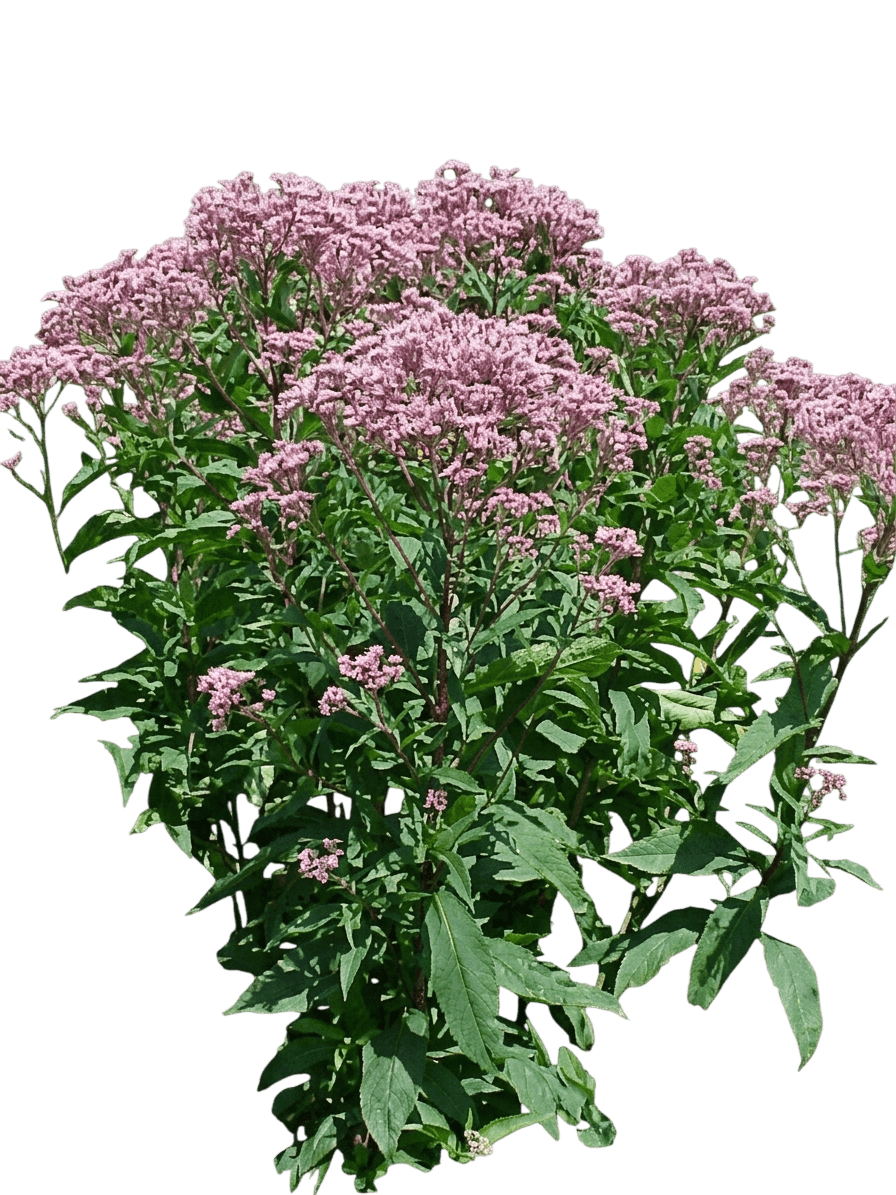 Gateway Joe Pye Weed (Eupatorium Purpureum Subsp. Maculatum 'Gateway') - Perennials
