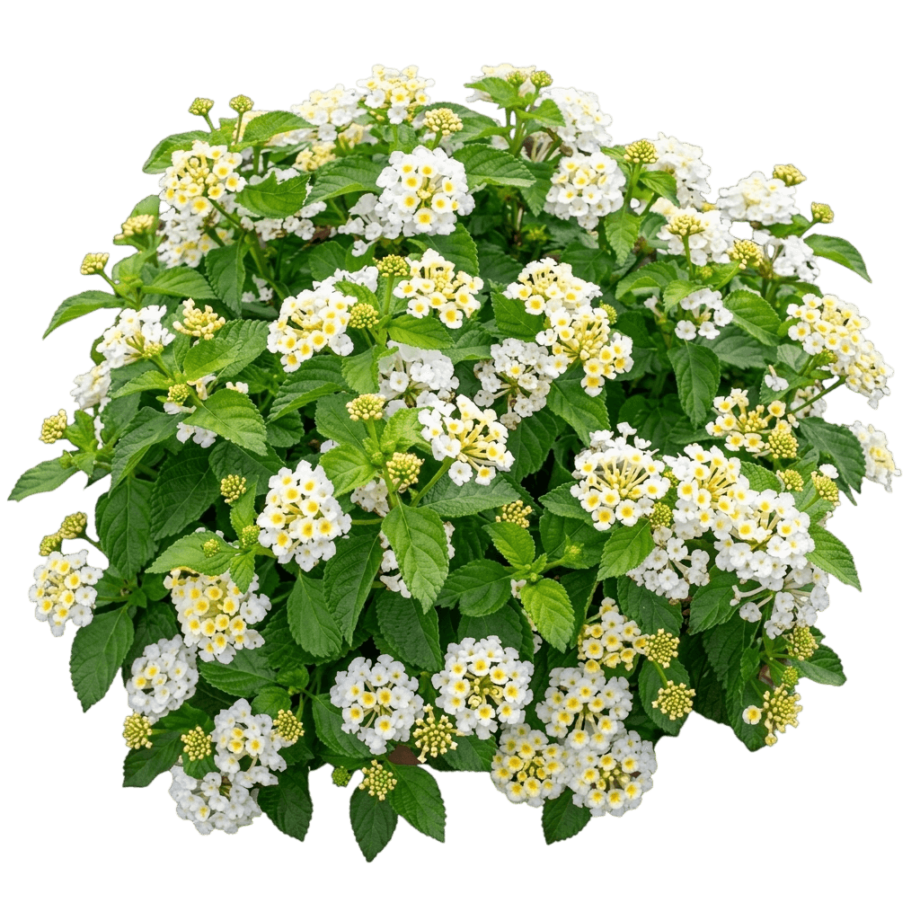 Casablanca Lantana (Lantana Camara 'Pii-Lc1') - Ground Layers