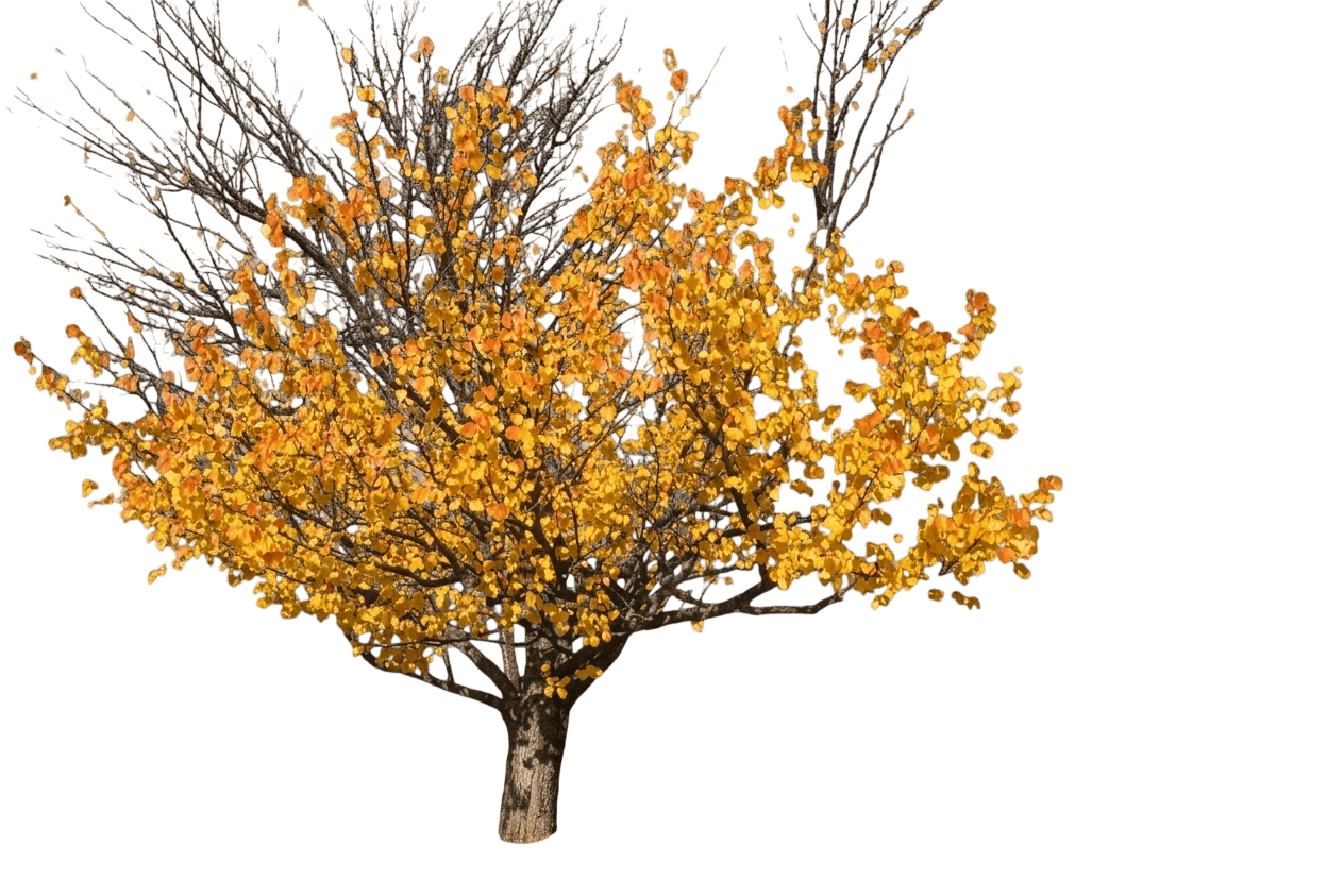 Apricot, Sungold (Prunus Armeniaca 'Sungold') - Fruit Trees