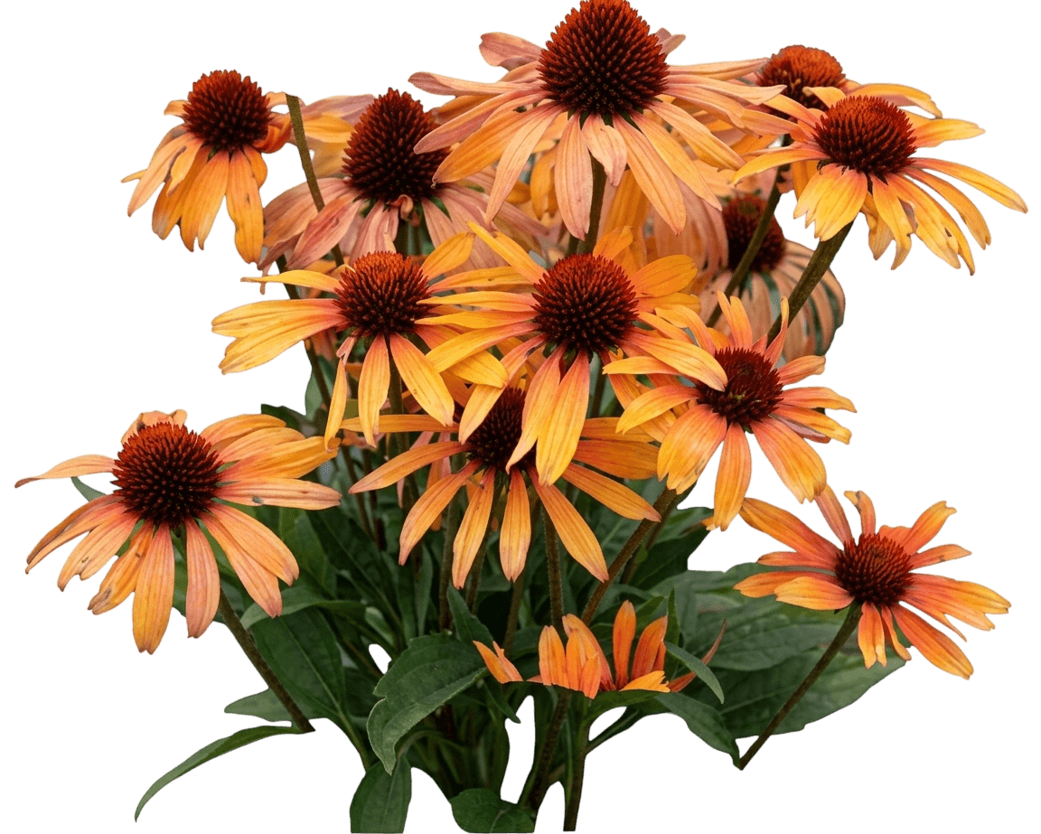 Sunseekers Pumpkin Pie Coneflower (Echinacea × Hybrida 'Ifecsspp') - Perennials