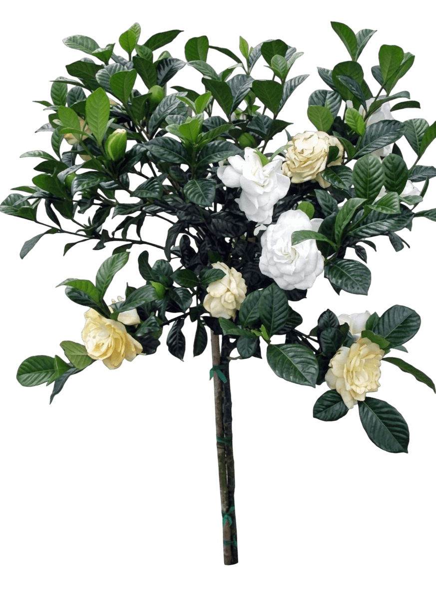 Pillow Talk® Gardenia (Gardenia Jasminoides Var. Jasminoides 'Smngduo') - Shrubs