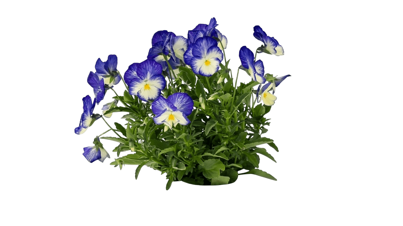 Perennial Violet, Celestial Twilight (Viola X Hybrida, 'Celestial Twilight') - Perennials