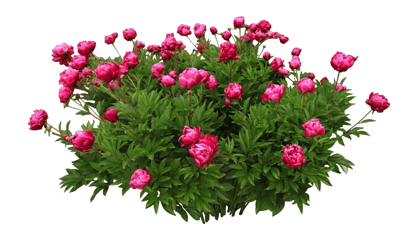 Inspecteur Lavergne Peony (Paeonia Lactiflora 'Inspecteur Lavergne') - Perennials