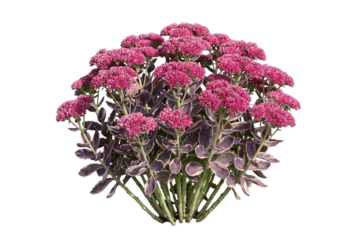 Sunsparkler® Dream Dazzler Sedum (Sedum Var. Hybrid 'Dream Dazzler') - Succulents