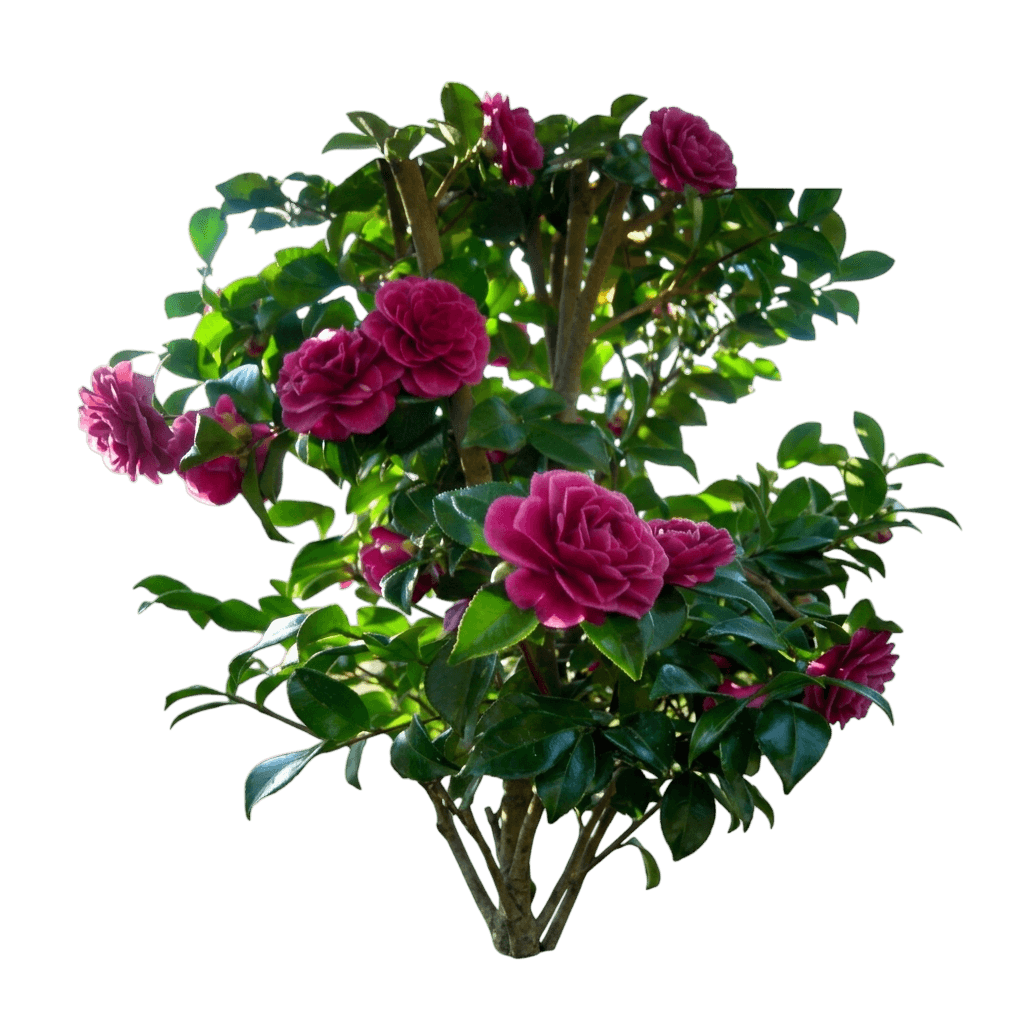 Purple Haze Camellia (Camellia Sasanqua 'Purple Haze') - Shrubs