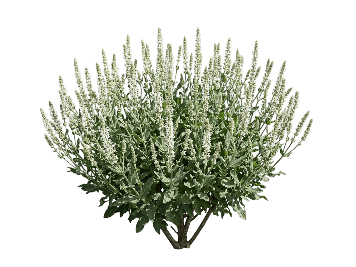 Clarity White meadow sage (Salvia Nemorosa 'Clarity White') - Perennials