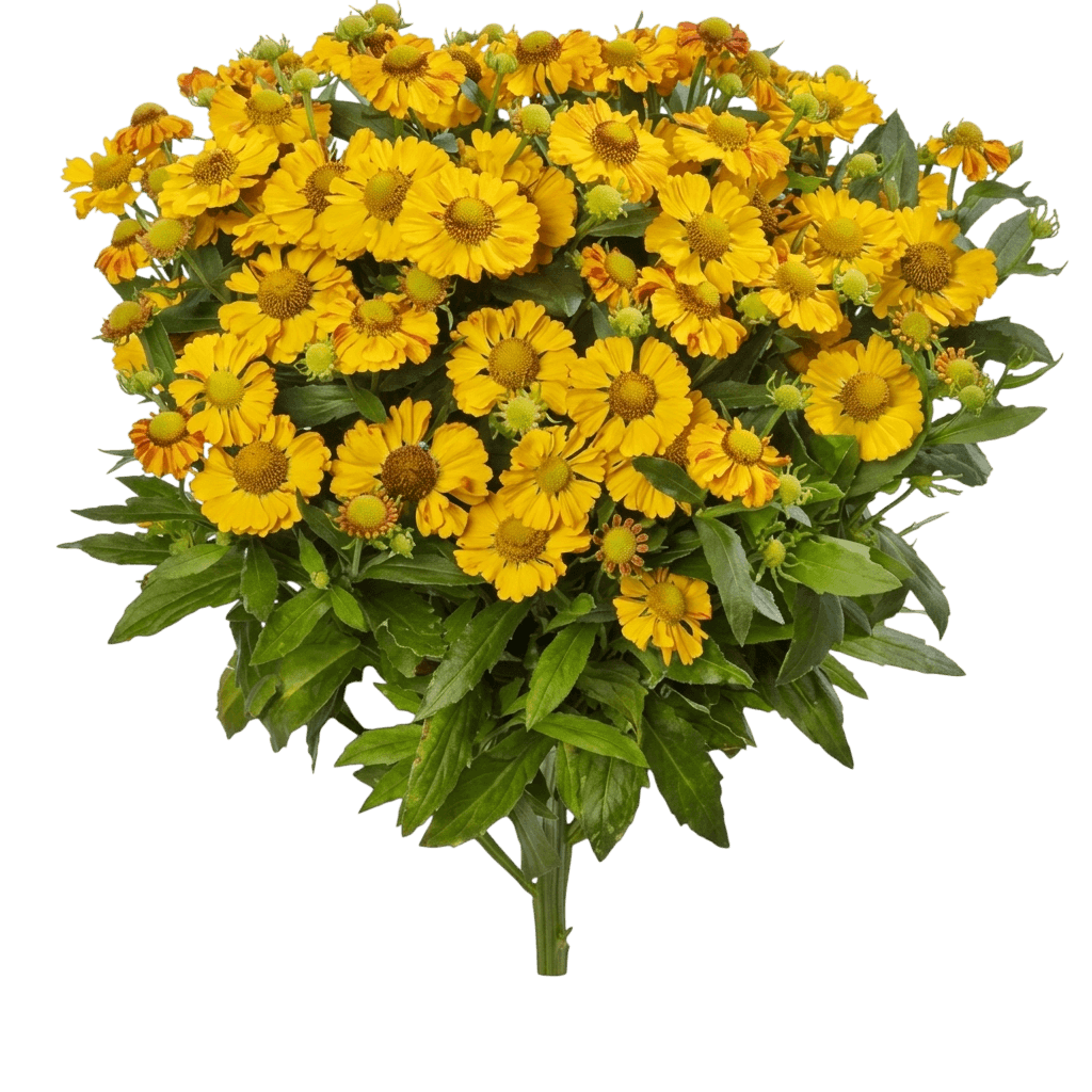 Herbstsonnenbraut (Helenium Autumnale 'Gold Bicolor') - Stauden