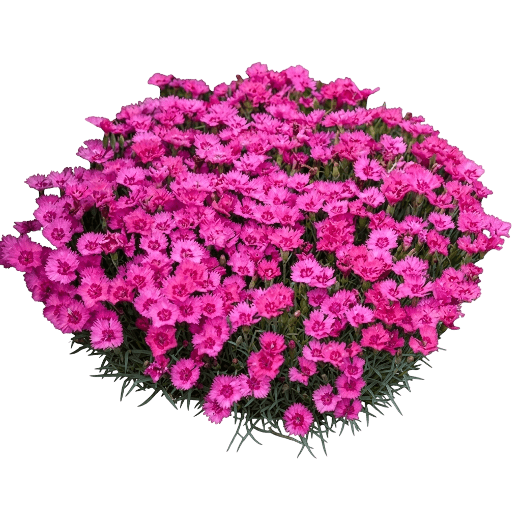 Angel Of Hope Dianthus (Dianthus Hybrid 'Angel Of Hope') - Perennials