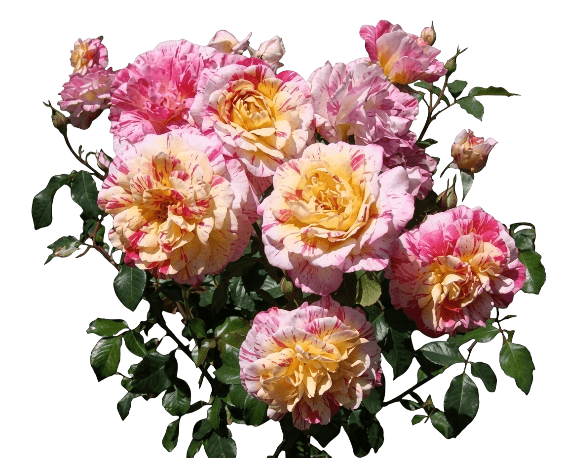 All American Magic™ Rose (Rosa Rosa Meilland All American Magic 'Meiroylear') - Ground Layers