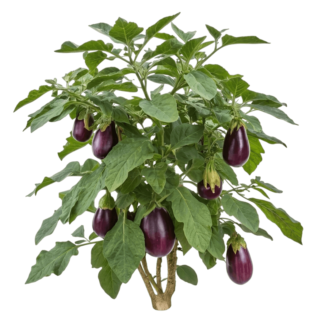 Millionaire Eggplant (Solanum Melongena 'Millionaire') - Perennials