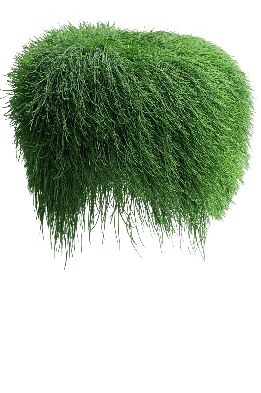 Cousin It (Casuarina Glauca Prostrate 'Cousin It') - Ground Layers