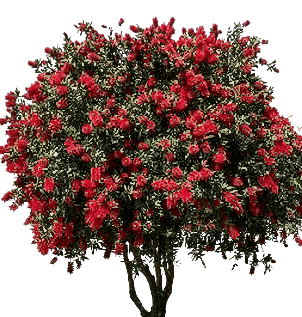 Kings Park (Callistemon Bottlebrush 'Kings Park') - Ground Layers