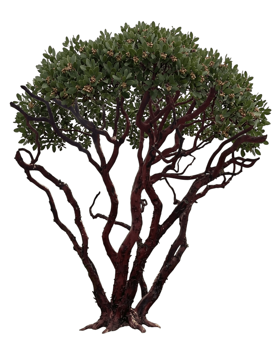 Austin Griffiths Manzanita (Arctostaphylos × Hybrida 'Austin Griffiths') - Ground Layers