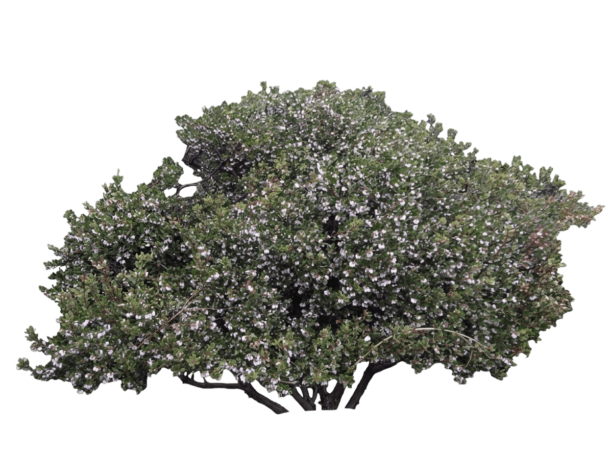 Ken Taylor manzanita (Arctostaphylos Hookeri 'Ken Taylor') - Groundcovers