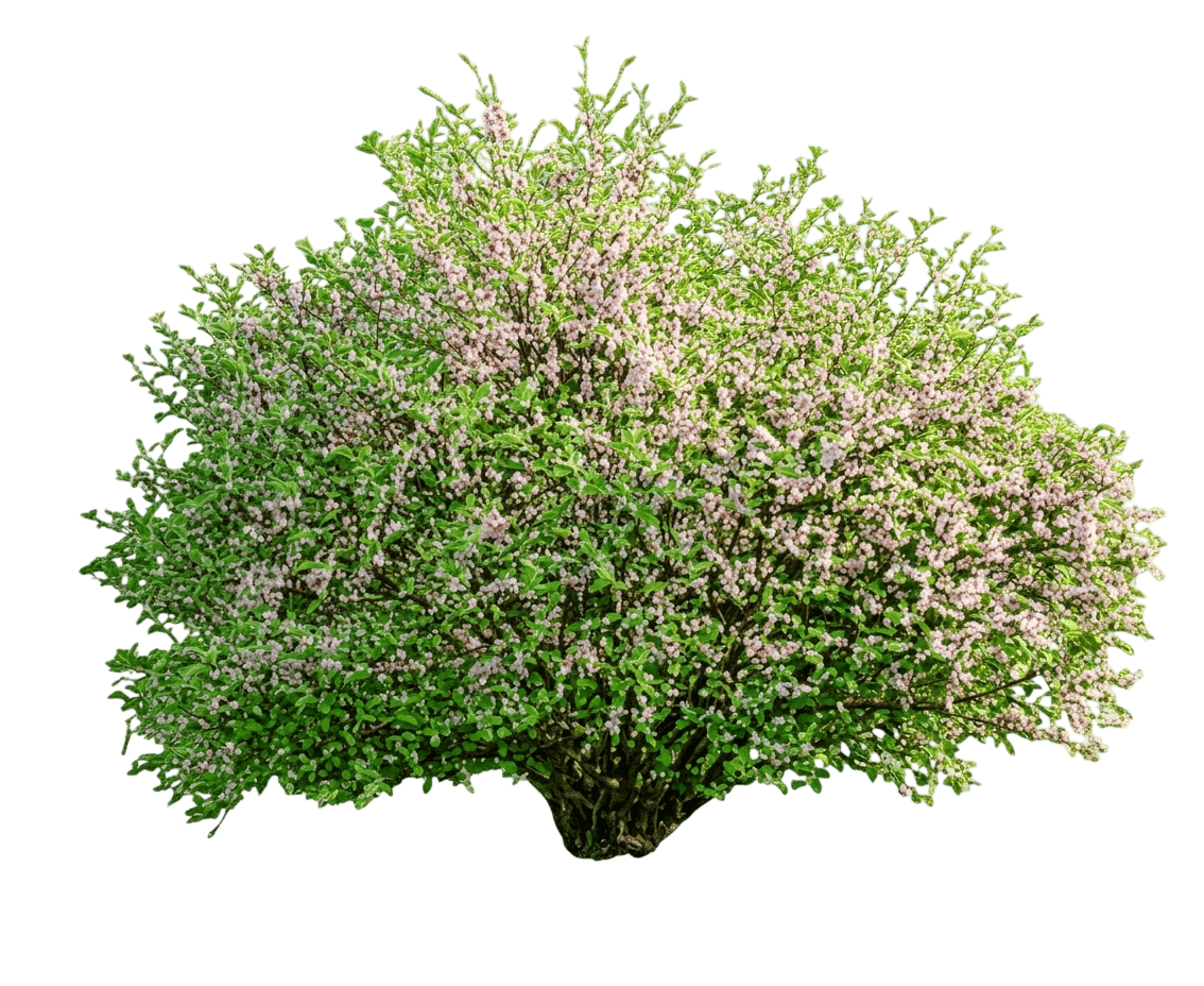Cherry, Nanking Orient (Prunus Tomentosa 'Orient') - Ground Layers