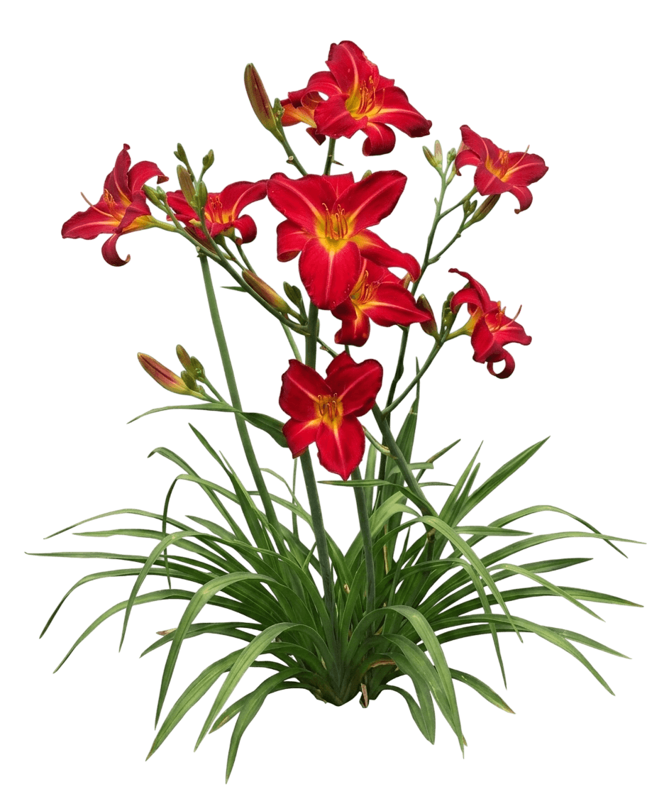 See You Tomorrow Daylily (Hemerocallis 'Huhe01') - Perennials