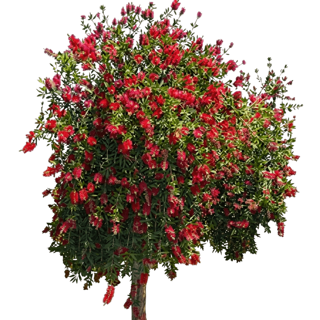 Eureka (Callistemon Bottlebrush 'Eureka') - Ground Layers