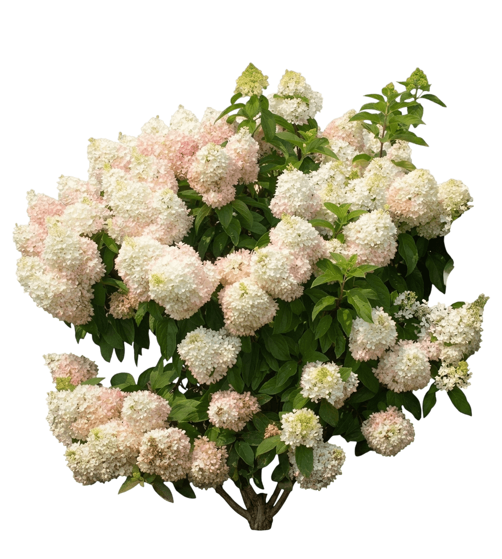 Sweet Starlight Panicle Hydrangea (Hydrangea Paniculata 'Pan1782Hydr') - Ground Layers
