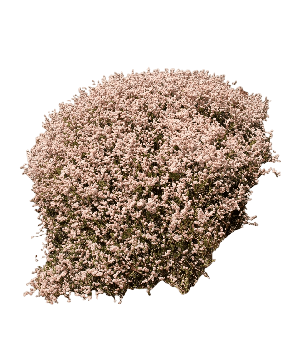 cliff buckwheat (Eriogonum Parvifolium) - Shrubs