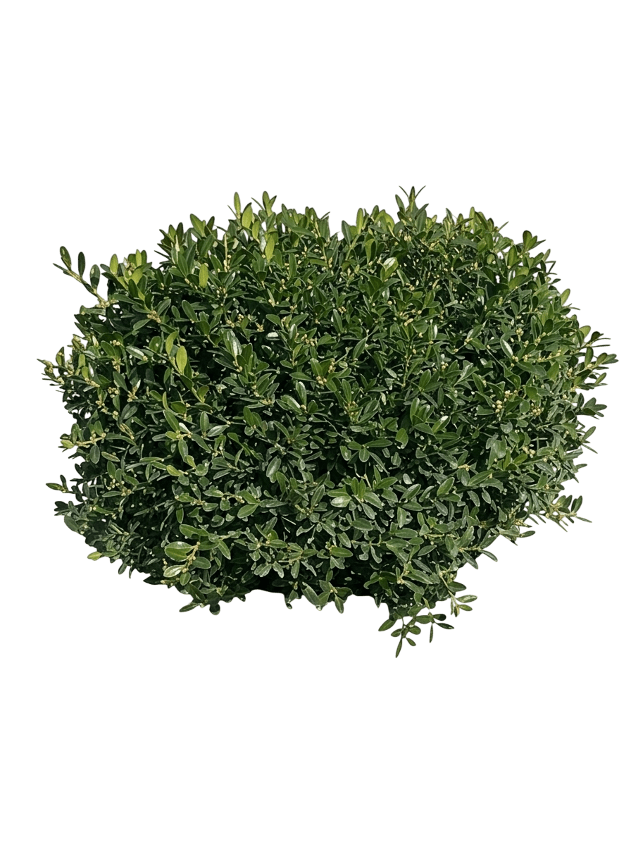 Newgen Liberty Belle® Boxwood (Buxus Sinica Pp 24,443 Var. Sinica Var. Insularis 'Rlh-Bi') - Shrubs