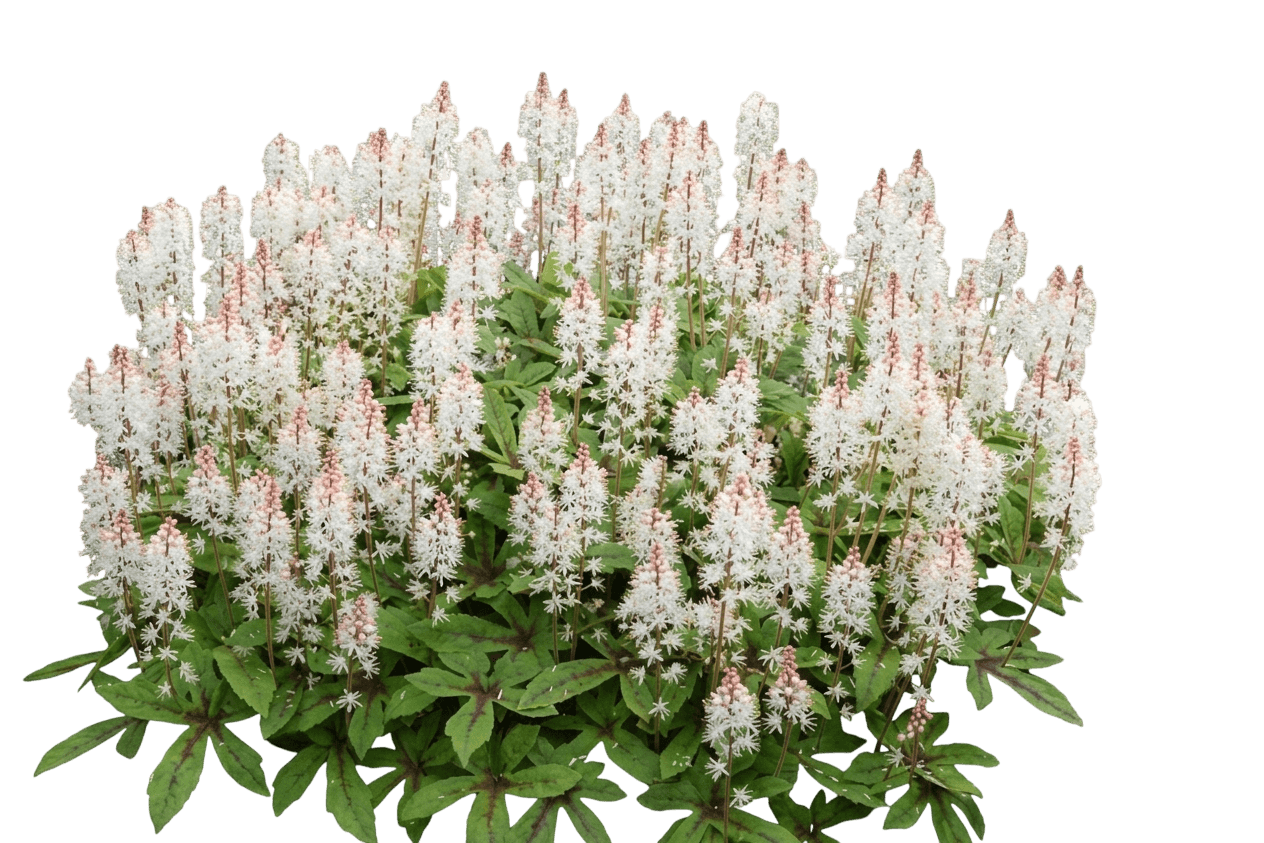 Spring Symphony Foamflower (Tiarella 'Spring Symphony') - Perennials
