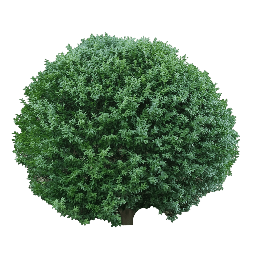 North Star® Boxwood (Buxus Sempervirens Var. Sempervirens 'Katerberg') - Shrubs