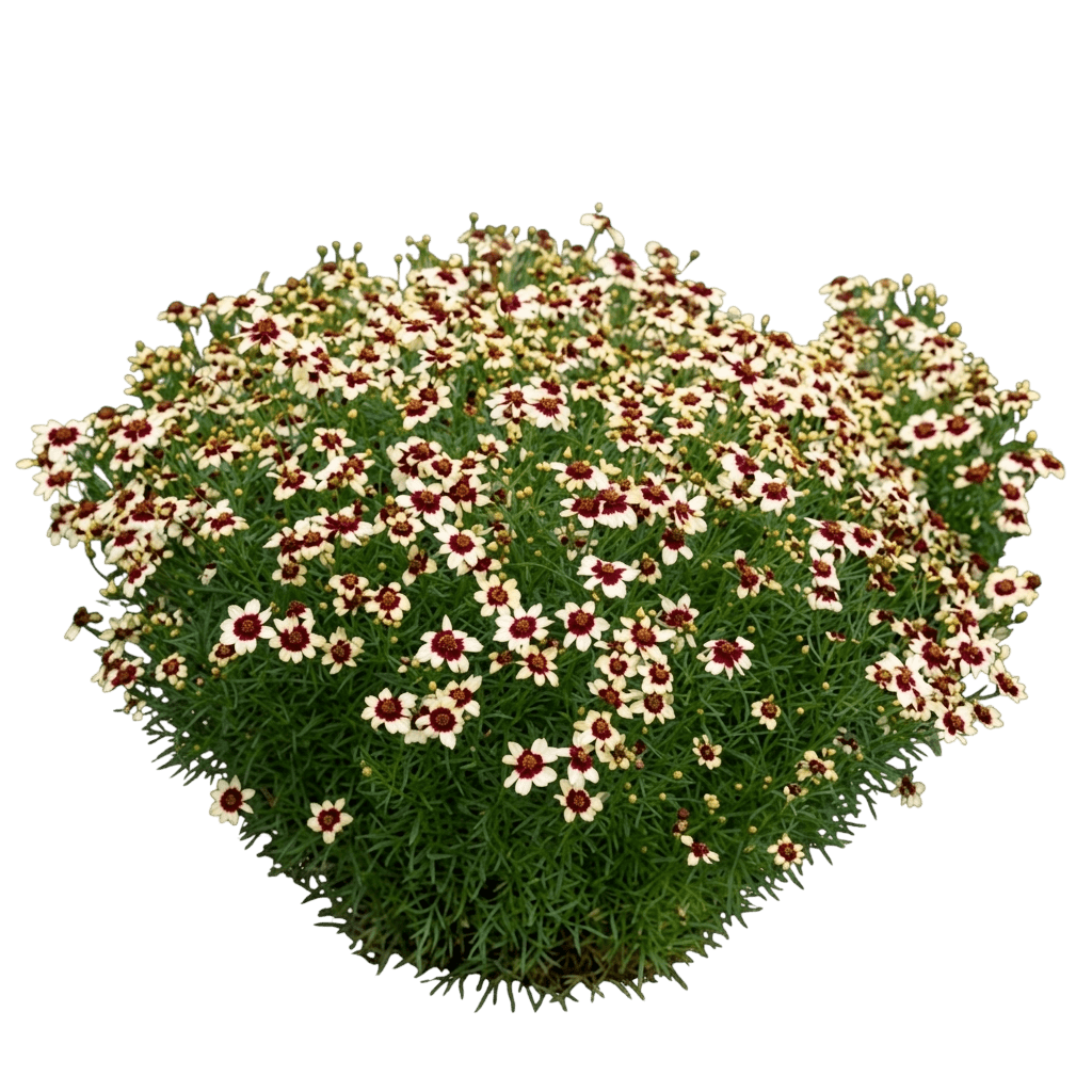 Sizzle & Spice® Red Hot Vanilla Tickseed (Coreopsis V. Sizzle & Spice 'Red Hot Vanilla') - Perennials