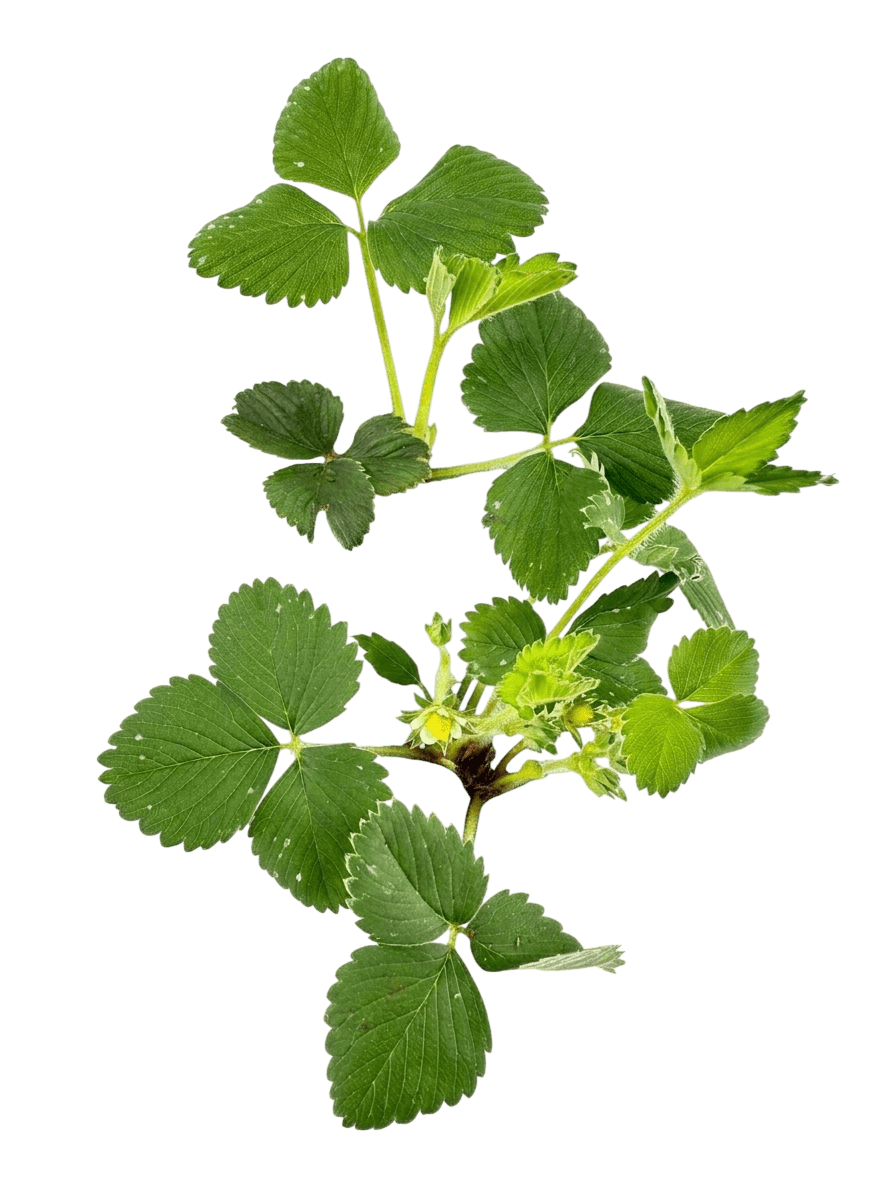 Ozark Beauty Everbearing Strawberry (Fragaria × Ananassa 'Ozark Beauty') - Perennials