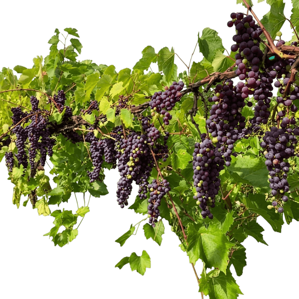 Reliance Red Seedless Grape Vine (Vitis Labrusca 'Reliance') - Fruit Trees