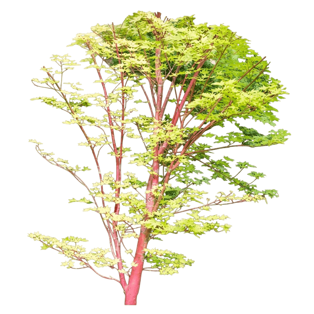 Metamorphosa® Japanese Maple (Acer Palmatum Uspp 32,420 Var. Palmatum 'Arjos1') - Shade Trees