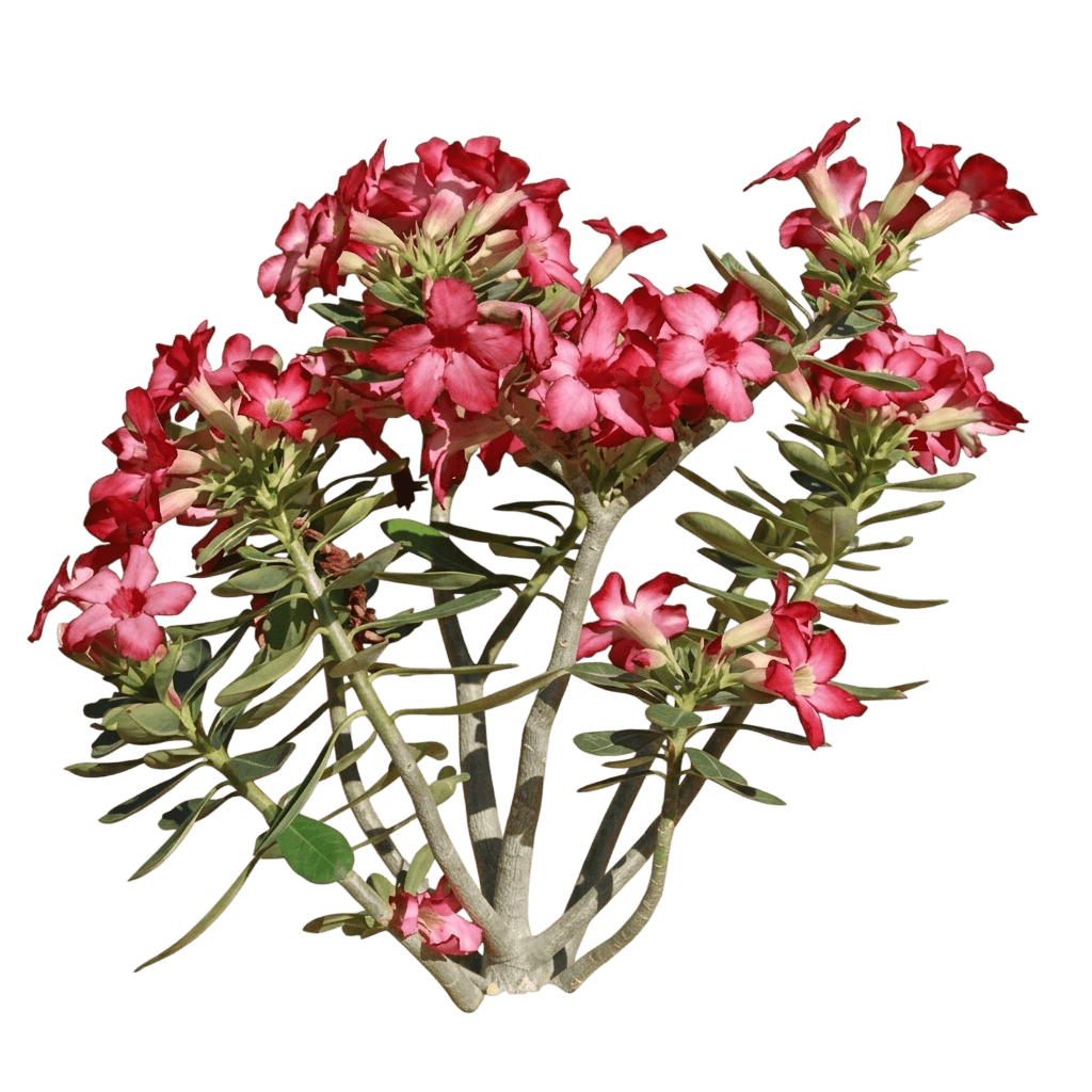 Desert Rose (Adenium Obesum) - Succulents