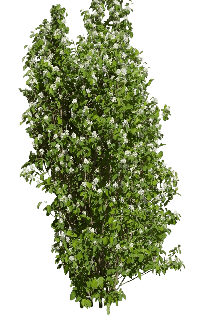 Smokey Serviceberry (Amelanchier Alnifolia Var. Alnifolia 'Smokey') - Fruit Trees