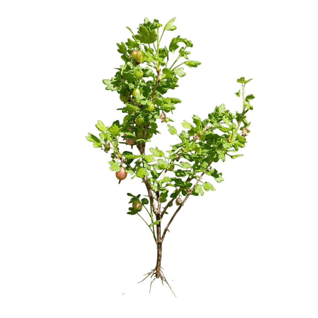 Captivator Gooseberry (Ribes Uva-Crispa X Ribes Hirtellum) - Ground Layers