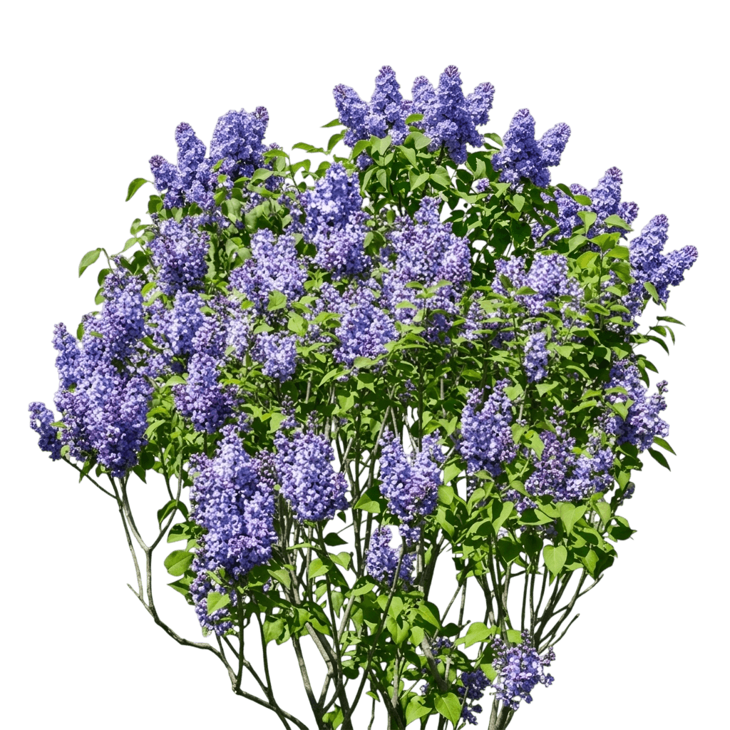 early blooming double-petal blue purple lilac 'smnshbbl' pp29801 scentara® (Syringa Hyacinthiflora Double Blue 'Smnshbbl') - Flowering trees
