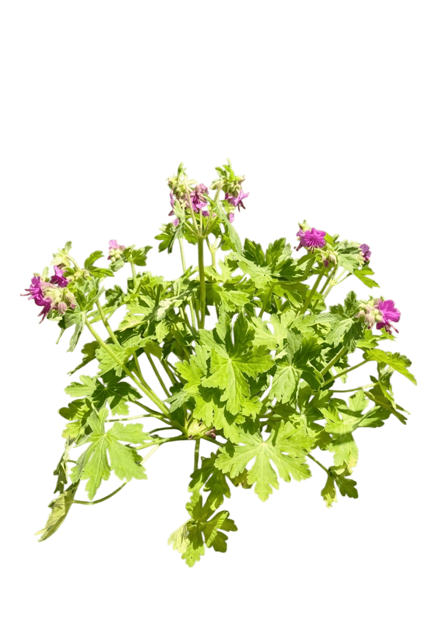 Bevan'S Variety Geranium (Geranium Macrorrhizum S Variety 'Bevan') - Perennials