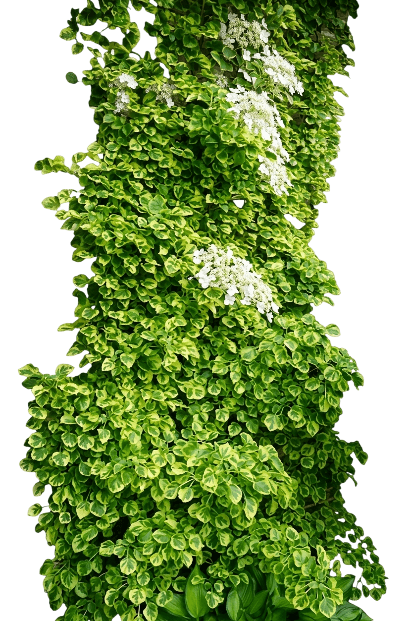 Miranda Variegated Climbing Hydrangea (Hydrangea Anomala Subsp. Petiolaris 'Miranda') - Ground Layers