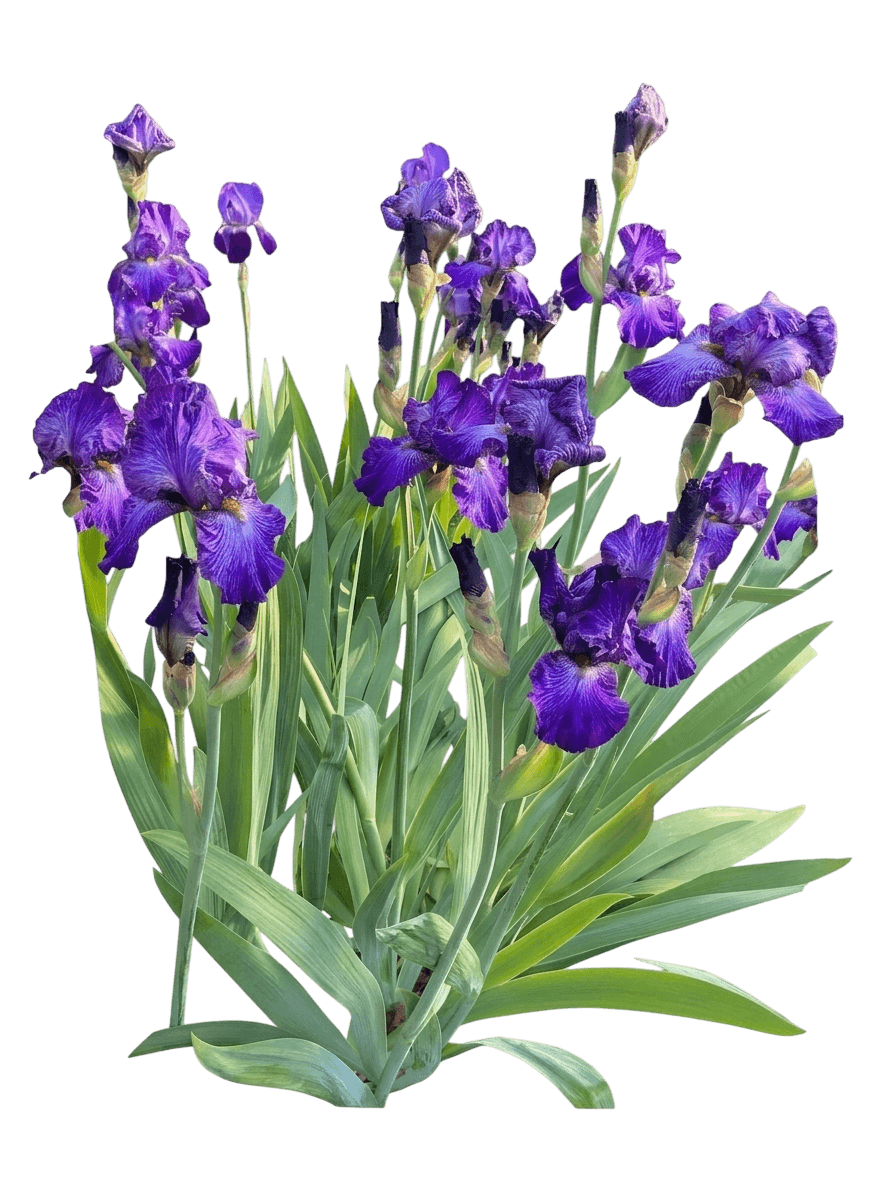 Bernice'S Legacy Bearded Iris (Iris Germanica Var. Germanica 'Bernice') - Perennials