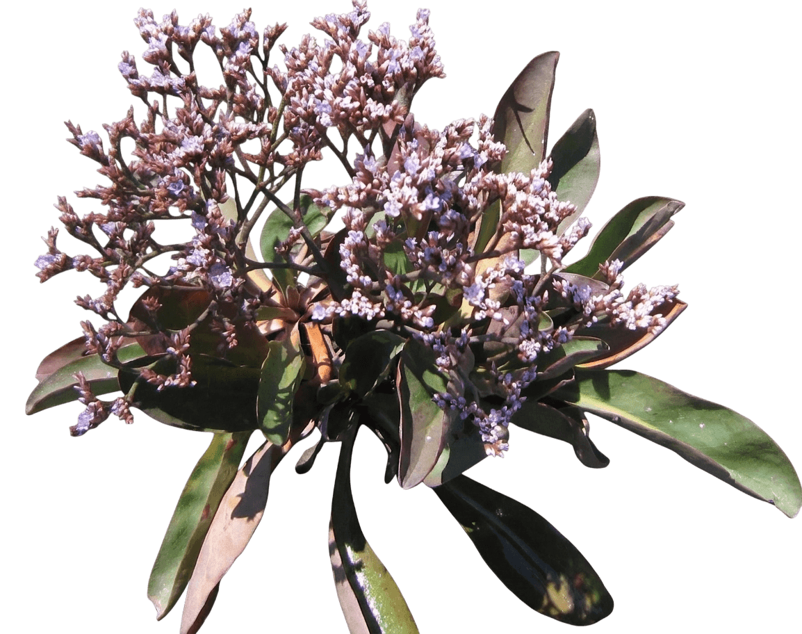 western marsh rosemary (Limonium Californicum) - Perennials