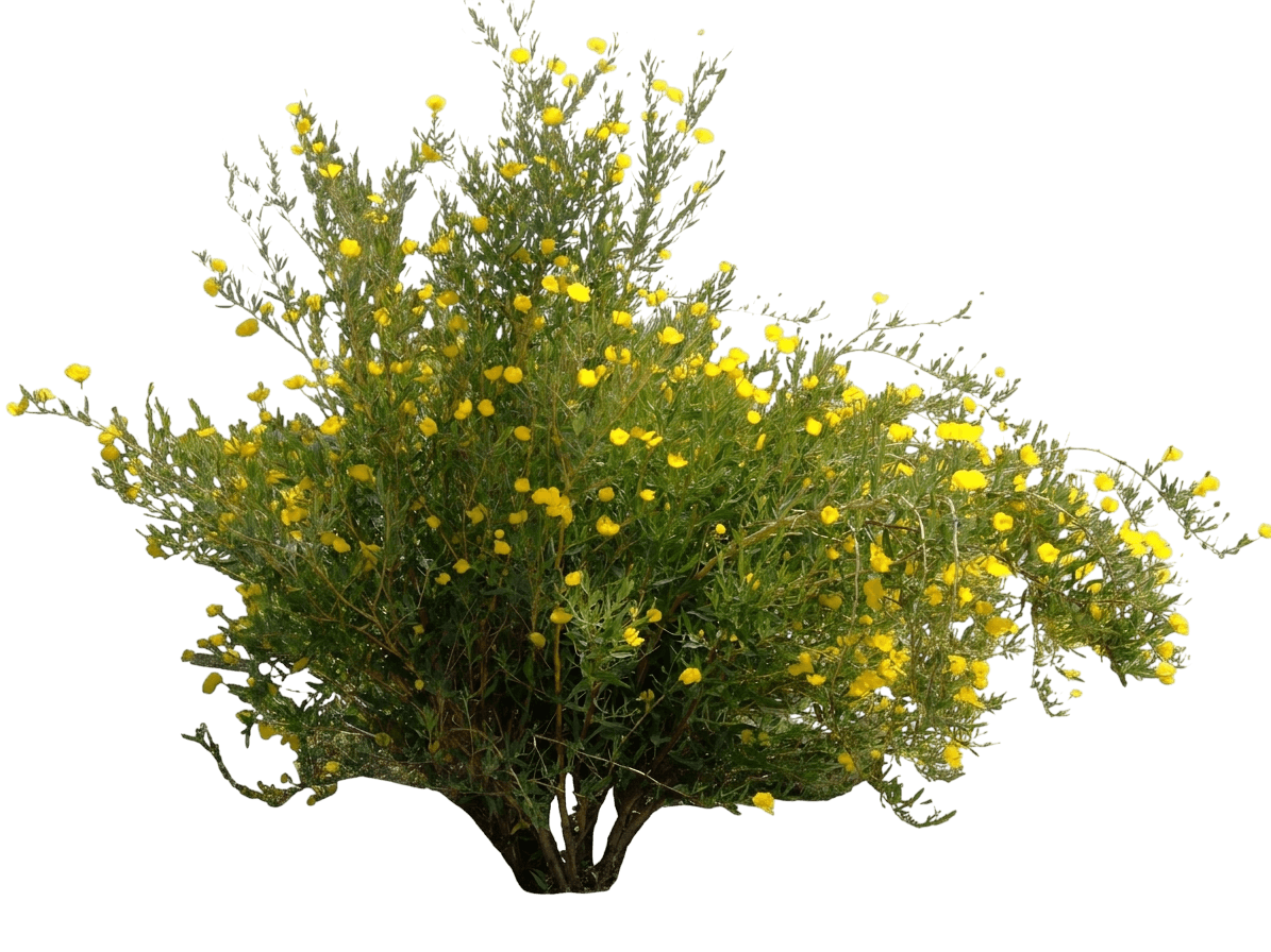 tree poppy (Dendromecon Rigida) - Shrubs