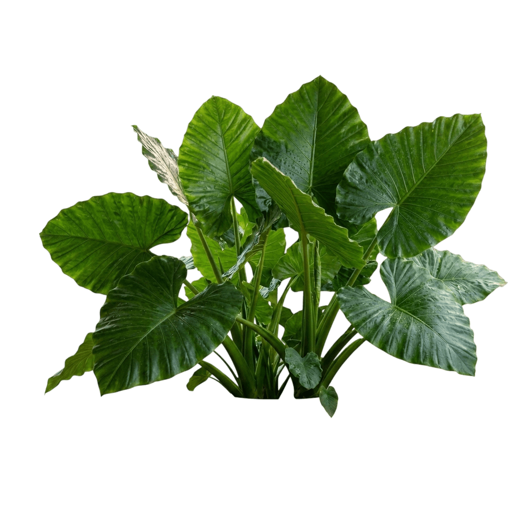 Appaloosa Gold Alocasia (Alocasia Macrorrhizos 'Appaloosa Gold') - Indoor Plants