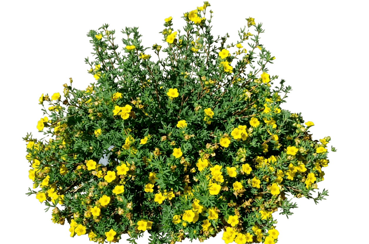 Potentilla (Dasiphora Fruticosa) - Ground Layers