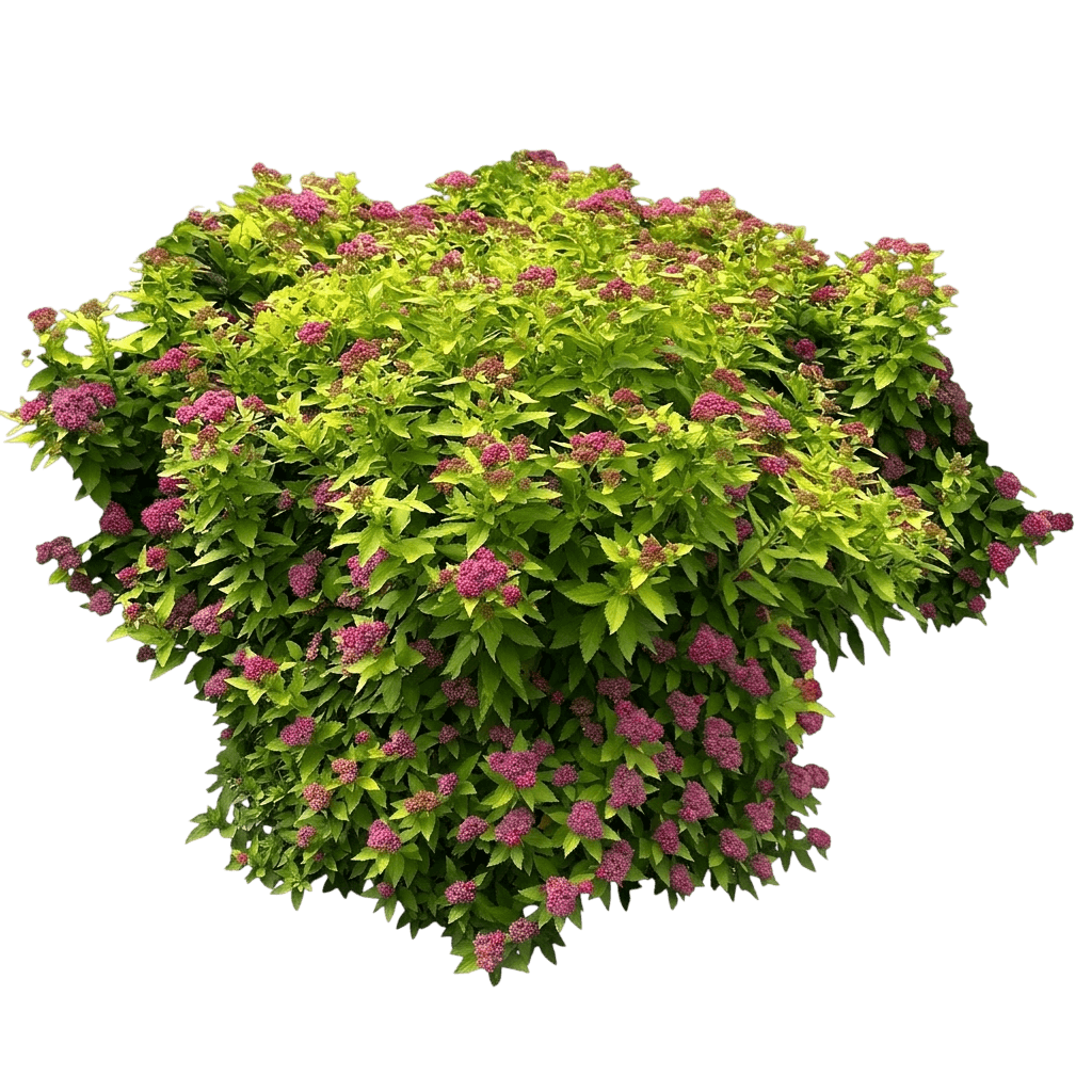 Spirea, Double Play Gold (Spiraea Japonica 'Yan') - Ground Layers
