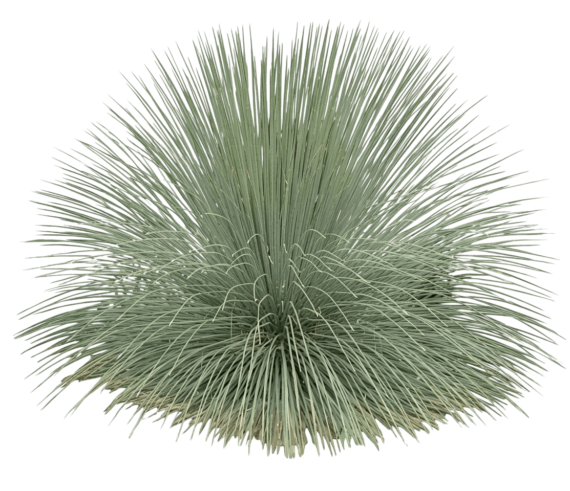 Toothless Desert Spoon (Dasylirion Quadrangulatum) - Succulents