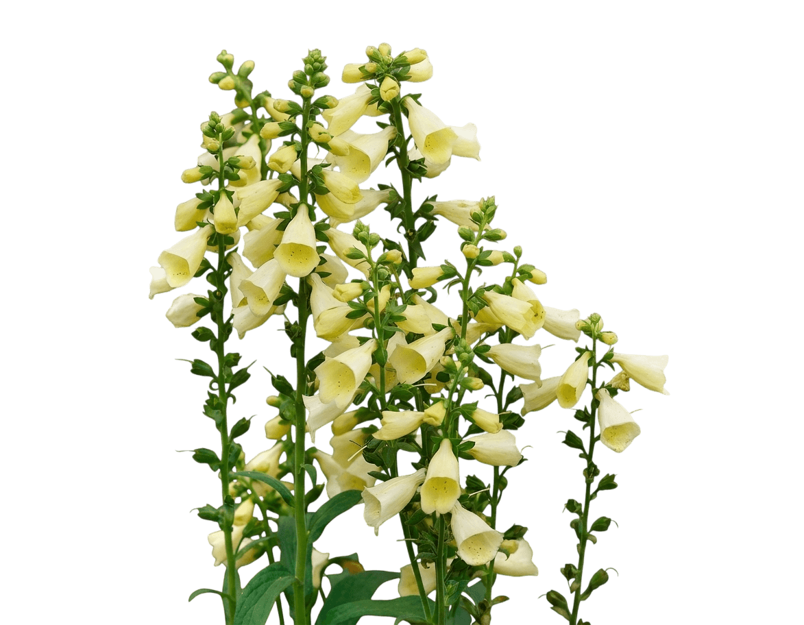 Foxglove (Digitalis X Arctic Fox™ Lemon Cream) - Perennials